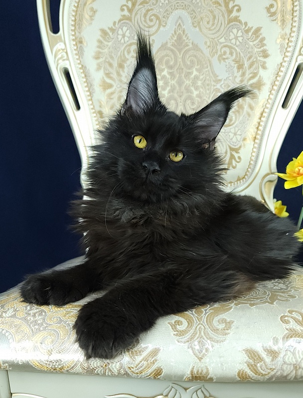 Lara Akbars (polydactyl 66/66) - Kitten maine-coon 6 months 0.5 weeks