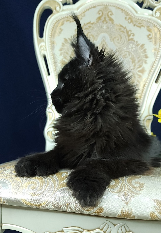 Lara Akbars (polydactyl 66/66) - Kitten maine-coon 6 months 0.5 weeks