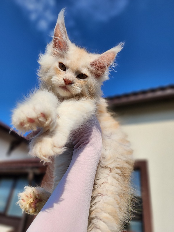 Silver Bear Akbars (polydactyl) 66/66 - Котенок мейн-кун 2 месяца