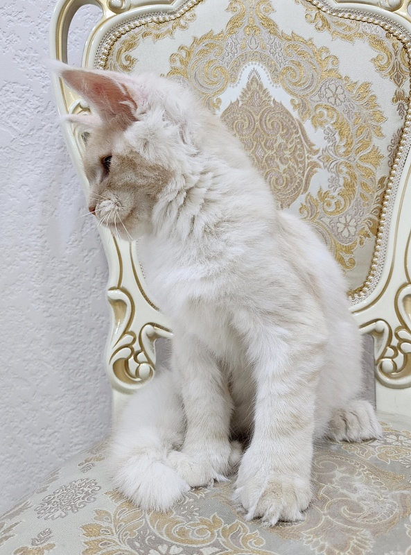 Silver Bear Akbars (polydactyl) 66/66 - Котенок мейн-кун 4 месяца 2,5 недели
