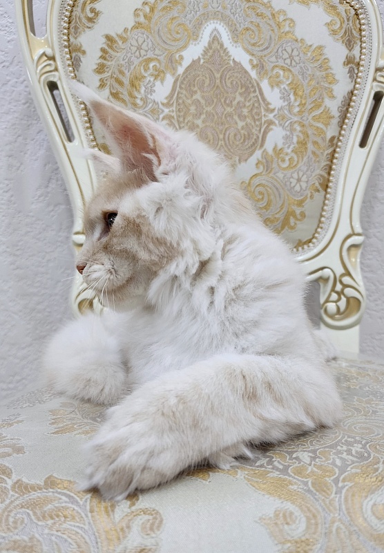 Silver Bear Akbars (polydactyl) 66/66 - Котенок мейн-кун 4 месяца 2,5 недели