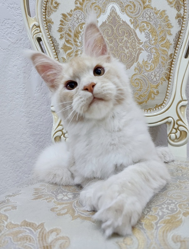 Silver Bear Akbars (polydactyl) 66/66 - Котенок мейн-кун 4 месяца 2,5 недели