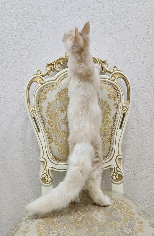 Silver Bear Akbars (polydactyl) 66/66 - Котенок мейн-кун 4 месяца 2,5 недели