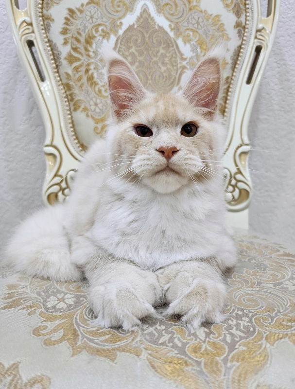 Silver Bear Akbars (polydactyl) 66/66 - Котенок мейн-кун 4 месяца 2,5 недели