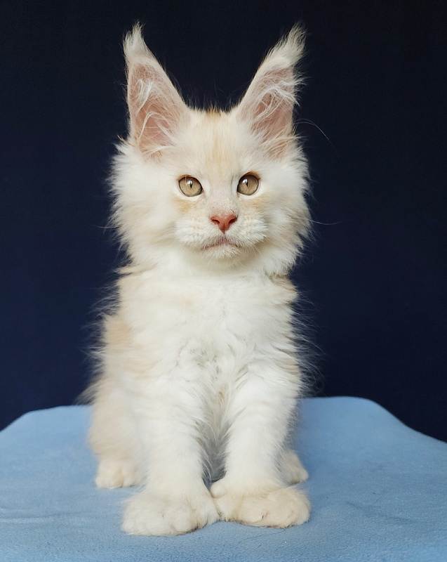 Silver Bear Akbars (polydactyl) 66/66 - Котенок мейн-кун 2 месяца 1,5 неделя