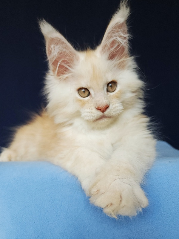 Silver Bear Akbars (polydactyl) 66/66 - Котенок мейн-кун 2 месяца 1,5 неделя