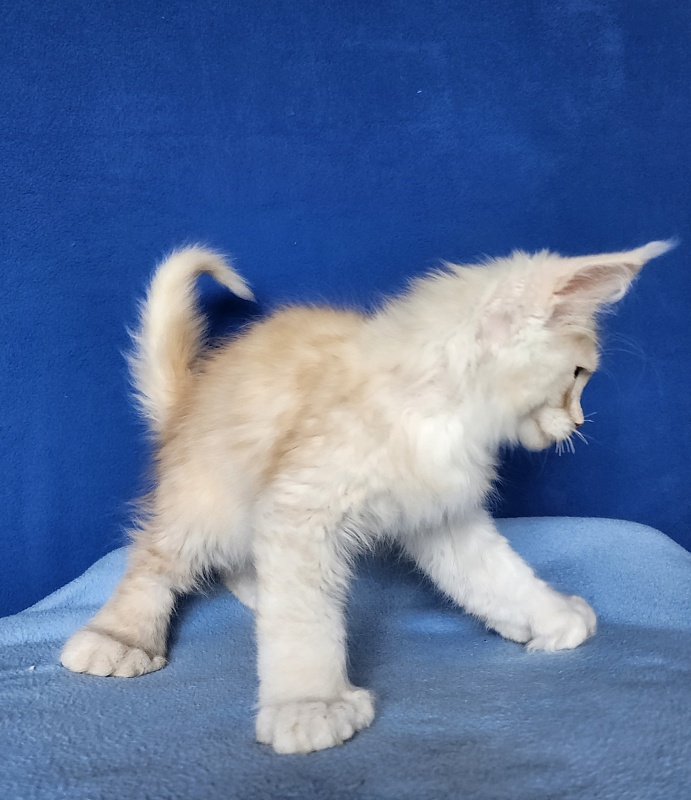 Silver Bear Akbars (polydactyl) 66/66 - Котенок мейн-кун 2 месяца 3 недели