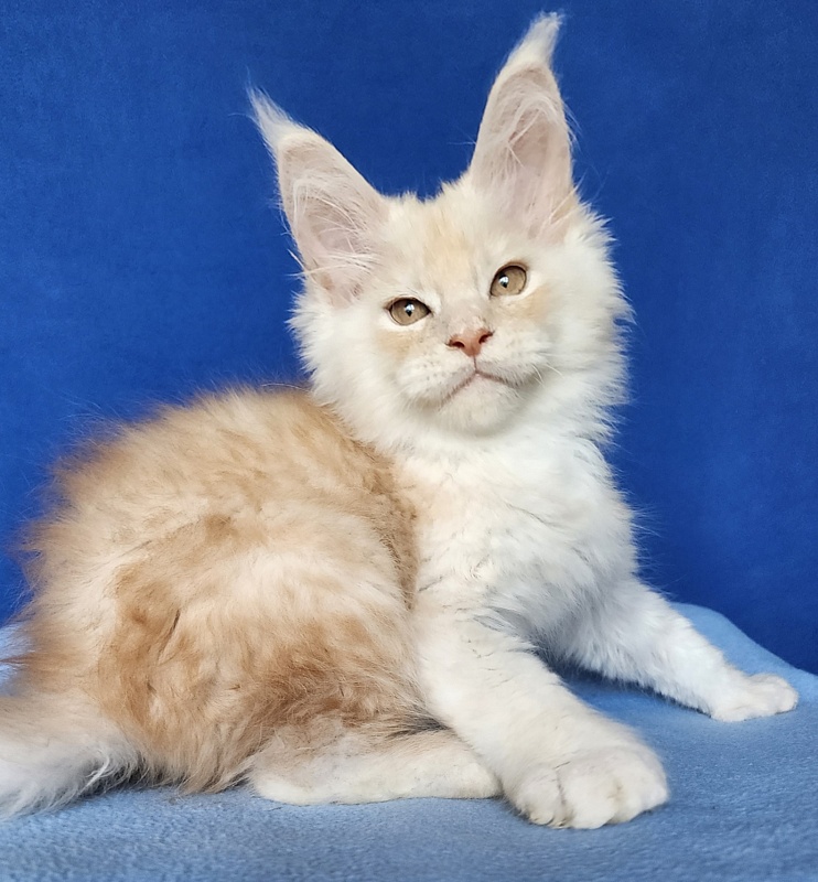 Silver Bear Akbars (polydactyl) 66/66 - Котенок мейн-кун 2 месяца 3 недели