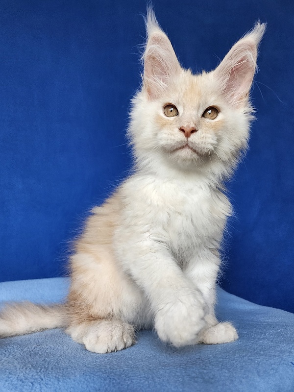 Silver Bear Akbars (polydactyl) 66/66 - Котенок мейн-кун 2 месяца 3 недели