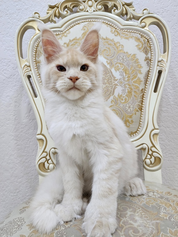 Silver Bear Akbars (polydactyl) 66/66 - Котенок мейн-кун 4 месяца 2,5 недели