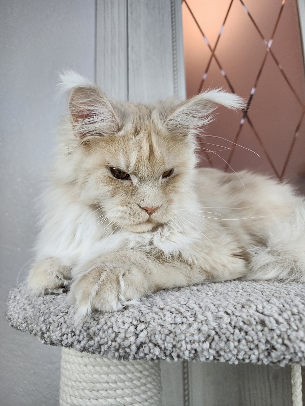 Silver Bear Akbars (polydactyl) 66/66 - Котенок мейн-кун 6 месяцев 3,5 недели