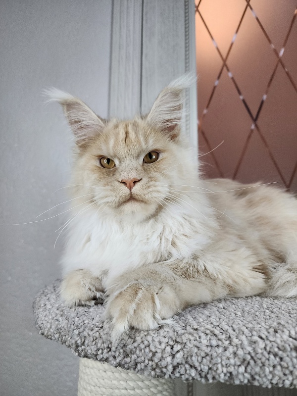 Silver Bear Akbars (polydactyl) 66/66 - Котенок мейн-кун 6 месяцев 3,5 недели