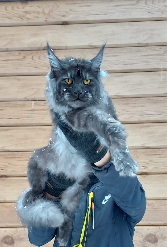 Devin Akbars - Junior maine-coon 8 months