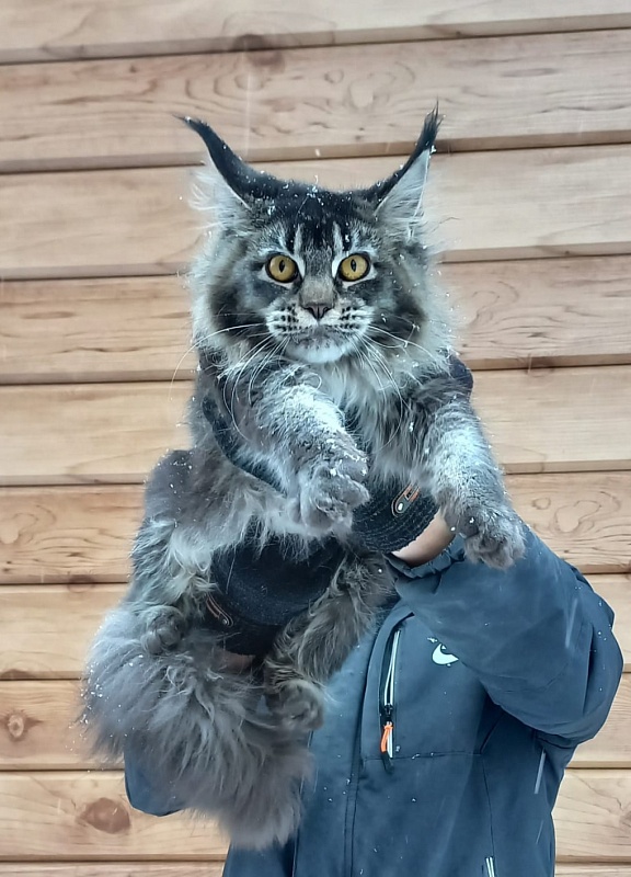 Dark Lynx Akbars - Junior maine-coon 8 months 1 week