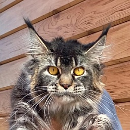 Dark Lynx Akbars