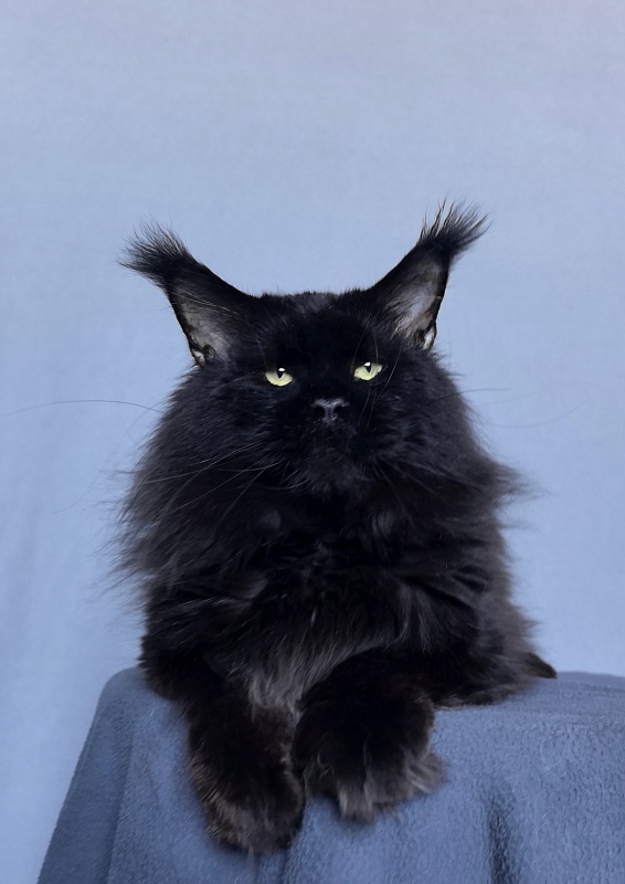 Five Star's Boomer - Adult maine-coon 3 years 8 months 0.5 weeks