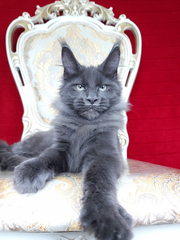 Gatos Akbars - Котенок мейн-кун 3 месяца 2 недели