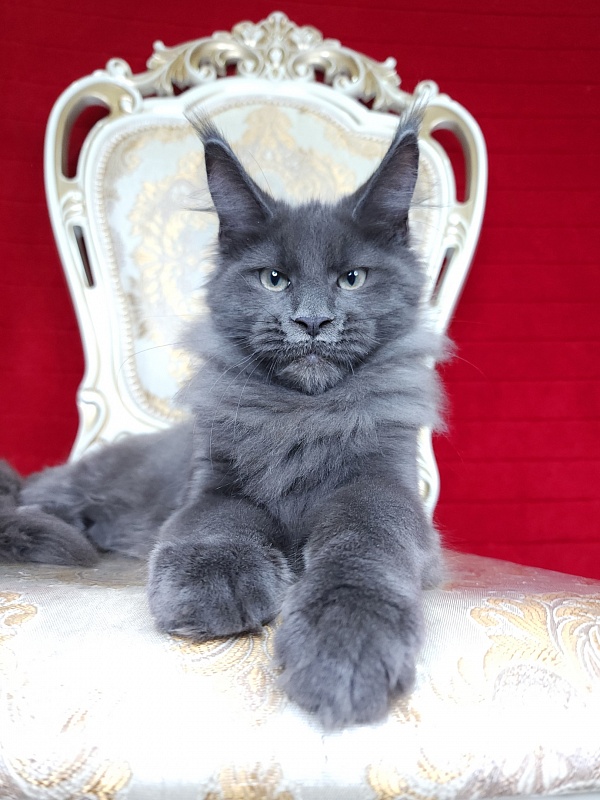 Gatos Akbars - Котенок мейн-кун 3 месяца 2 недели