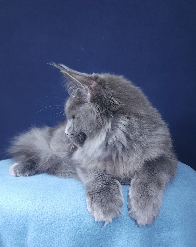 Gatos Akbars - Котенок мейн-кун 4 месяца 1,5 неделя