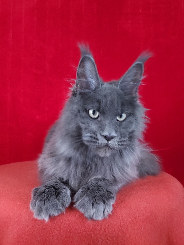Gatos Akbars - Котенок мейн-кун 5 месяцев 1,5 неделя