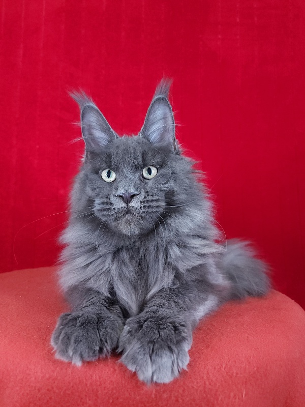 Gatos Akbars - Котенок мейн-кун 5 месяцев 1,5 неделя