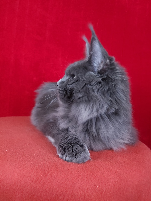 Gatos Akbars - Котенок мейн-кун 5 месяцев 1,5 неделя