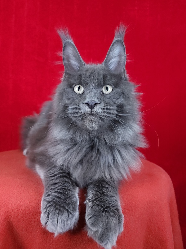 Gatos Akbars - Котенок мейн-кун 5 месяцев 1,5 неделя