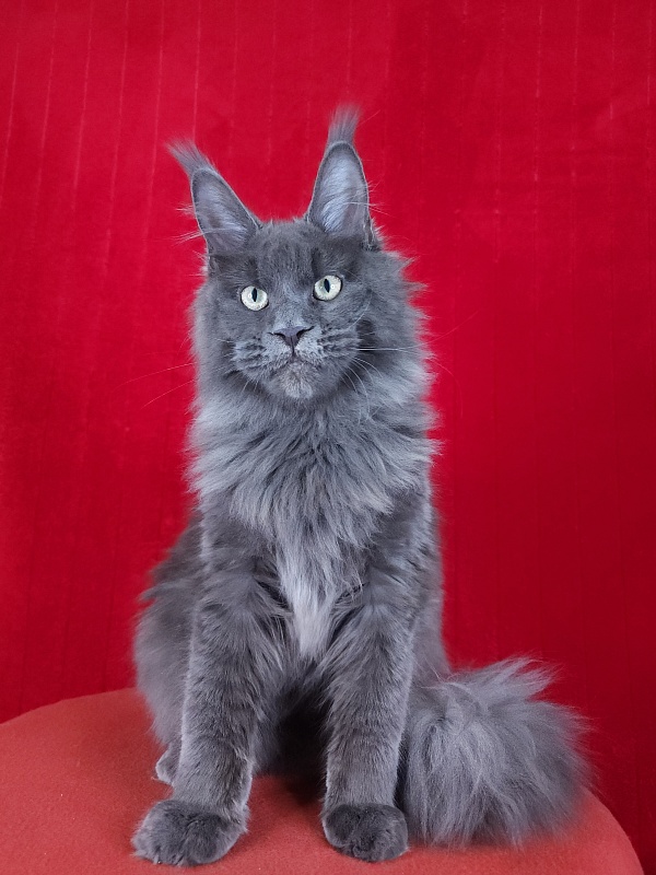 Gatos Akbars - Котенок мейн-кун 5 месяцев 1,5 неделя