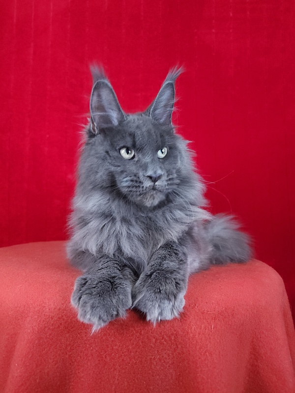 Gatos Akbars - Котенок мейн-кун 5 месяцев 1,5 неделя