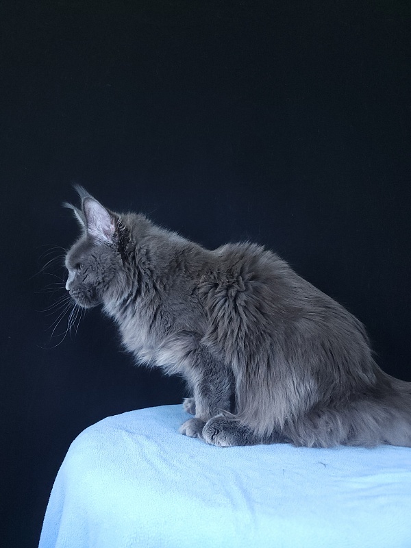 Gatos Akbars - Котенок мейн-кун 6 месяцев 3,5 недели