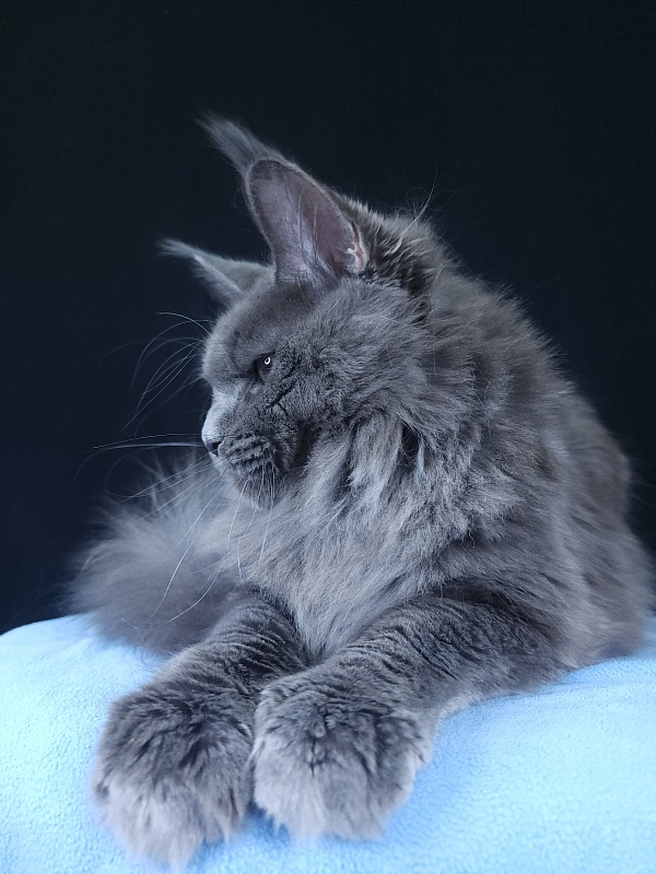 Gatos Akbars - Котенок мейн-кун 6 месяцев 3,5 недели