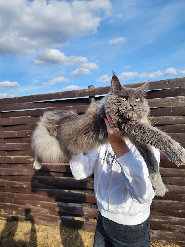 Gatos Akbars - Юниор мейн-кун 8 месяцев 1 неделя