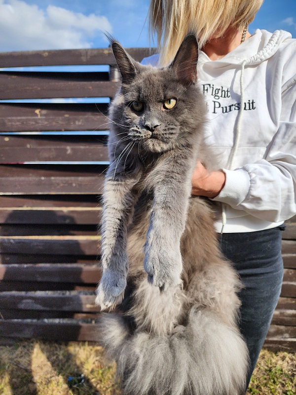Gatos Akbars - Юниор мейн-кун 8 месяцев 1 неделя