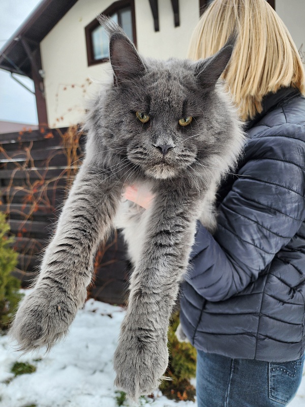 Gatos Akbars - Взрослый мейн-кун 1 год 3 месяца 3 недели