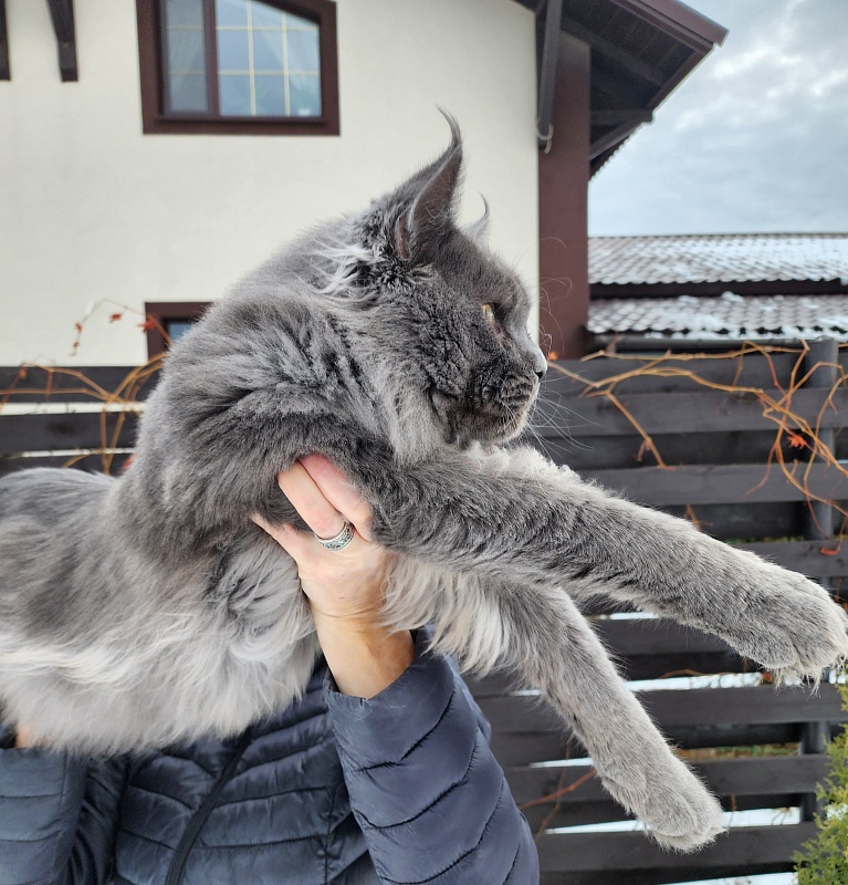 Gatos Akbars - Взрослый мейн-кун 1 год 3 месяца 3 недели