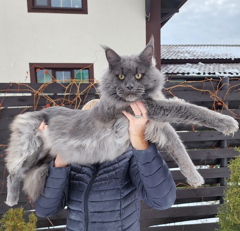 Gatos Akbars - Взрослый мейн-кун 1 год 3 месяца 3 недели