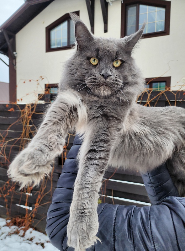 Gatos Akbars - Взрослый мейн-кун 1 год 3 месяца 3 недели