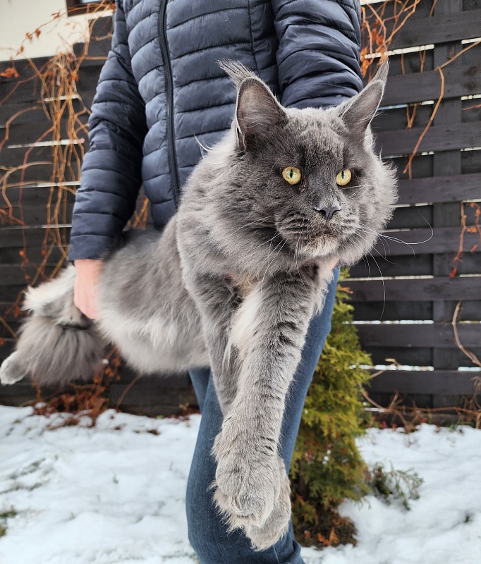 Gatos Akbars - Взрослый мейн-кун 1 год 3 месяца 3 недели