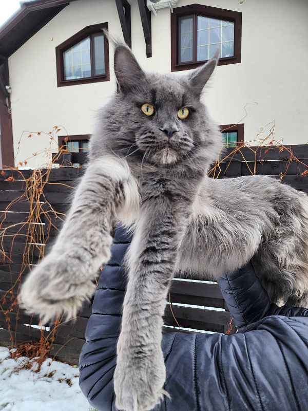 Gatos Akbars - Взрослый мейн-кун 1 год 3 месяца 3 недели