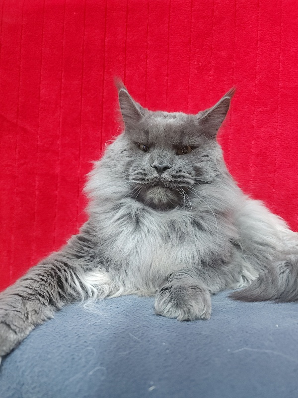 Gatos Akbars - Взрослый мейн-кун 1 год 4 месяца 1 неделя