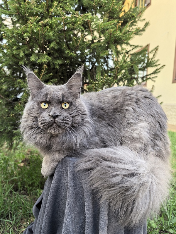 Gatos Akbars - Взрослый мейн-кун 1 год 8 месяцев 3 недели