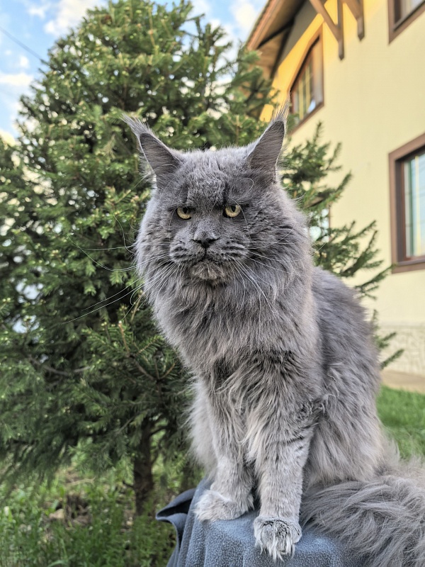 Gatos Akbars - Взрослый мейн-кун 1 год 8 месяцев 3 недели