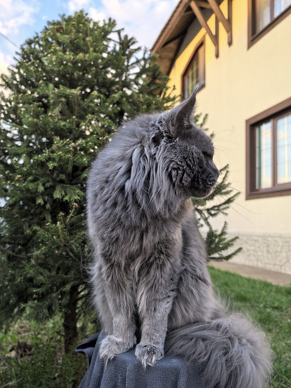 Gatos Akbars - Взрослый мейн-кун 1 год 8 месяцев 3 недели