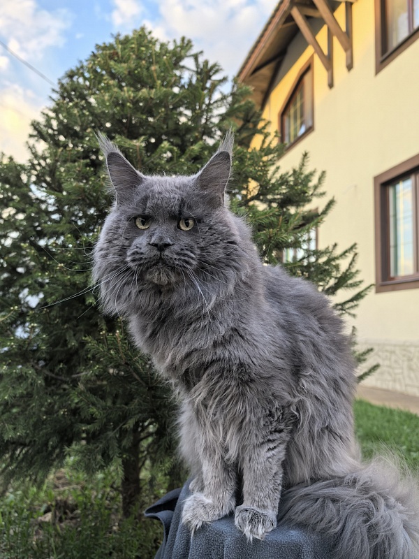 Gatos Akbars - Взрослый мейн-кун 1 год 8 месяцев 3 недели