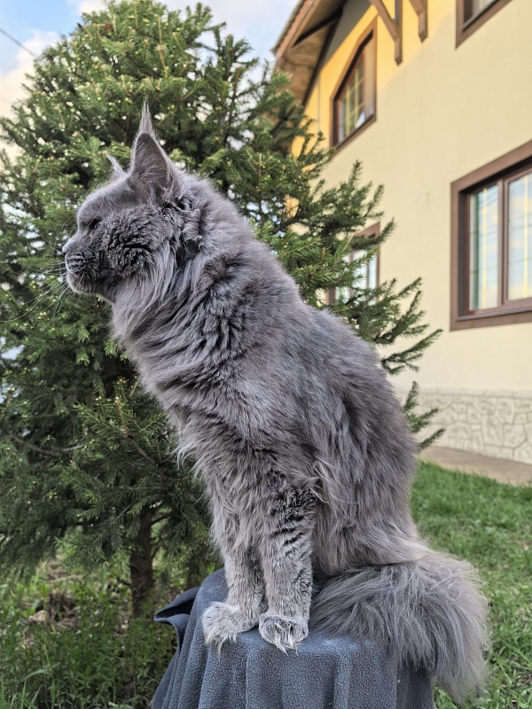 Gatos Akbars - Взрослый мейн-кун 1 год 8 месяцев 3 недели