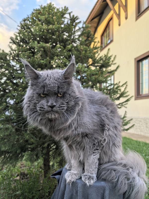 Gatos Akbars - Взрослый мейн-кун 1 год 8 месяцев 3 недели