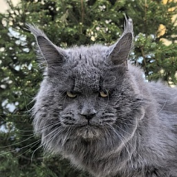 Gatos Akbars