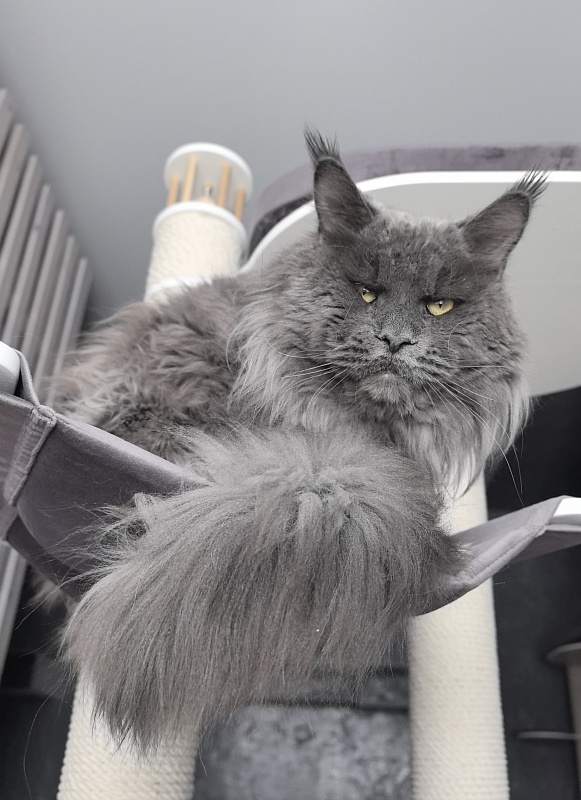 Gatos Akbars - Adult maine-coon 2.5 years 2.5 weeks