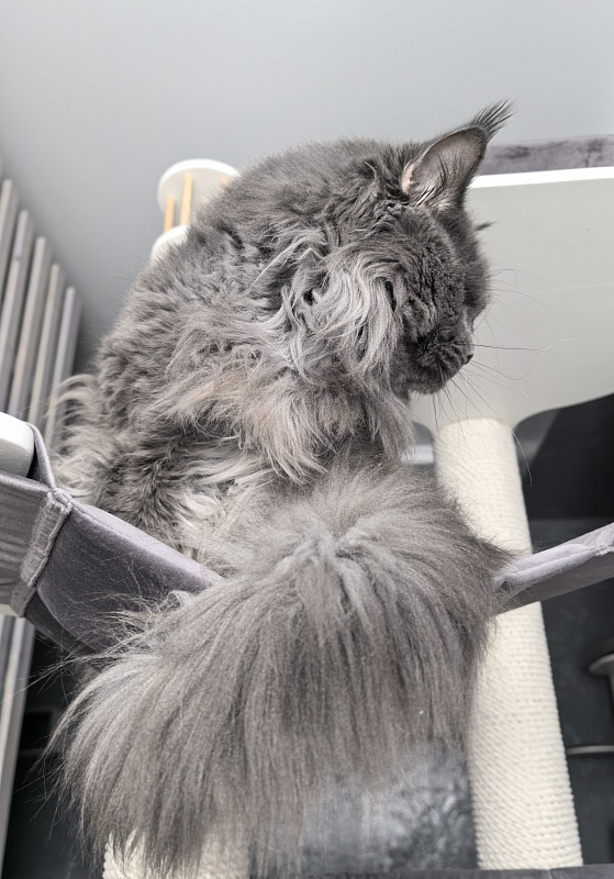 Gatos Akbars - Adult maine-coon 2.5 years 2.5 weeks