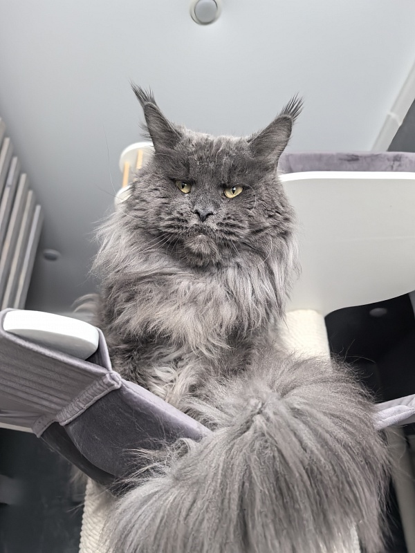 Gatos Akbars - Adult maine-coon 2.5 years 2.5 weeks